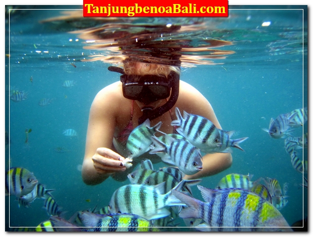 Snorkeling Tanjung Benoa Bali